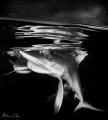 judged by Iyad Suleyman who says...
It's not so easy to get a close shot of a shark half topside/ half underwater, but to get such a shot with 3 sharks within the frame is even more interesting! weekly hotshot click to zoom
